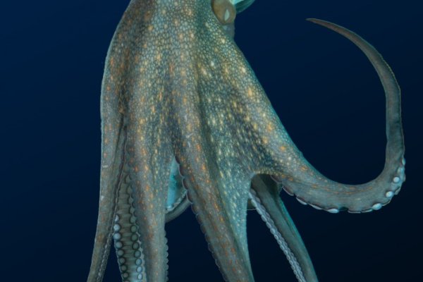 Kraken ссылки актуальные 2025 г