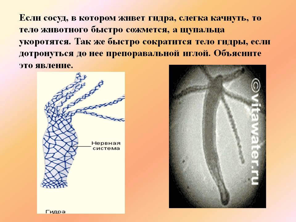 Кракен zerkalo pw
